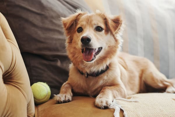 Resident dog with ball ready to play at The Sage Collection in Everett, Washington