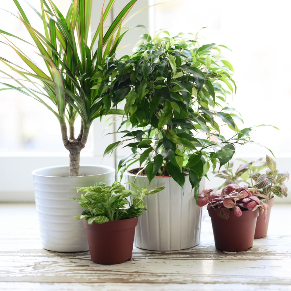 Thriving plants in a model home at Villa Del Sol in Sunnyvale, California