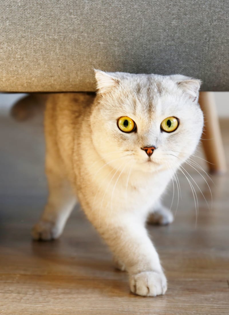 Two pets maximum per apartment at Marquis at Silverton in Cary, North Carolina