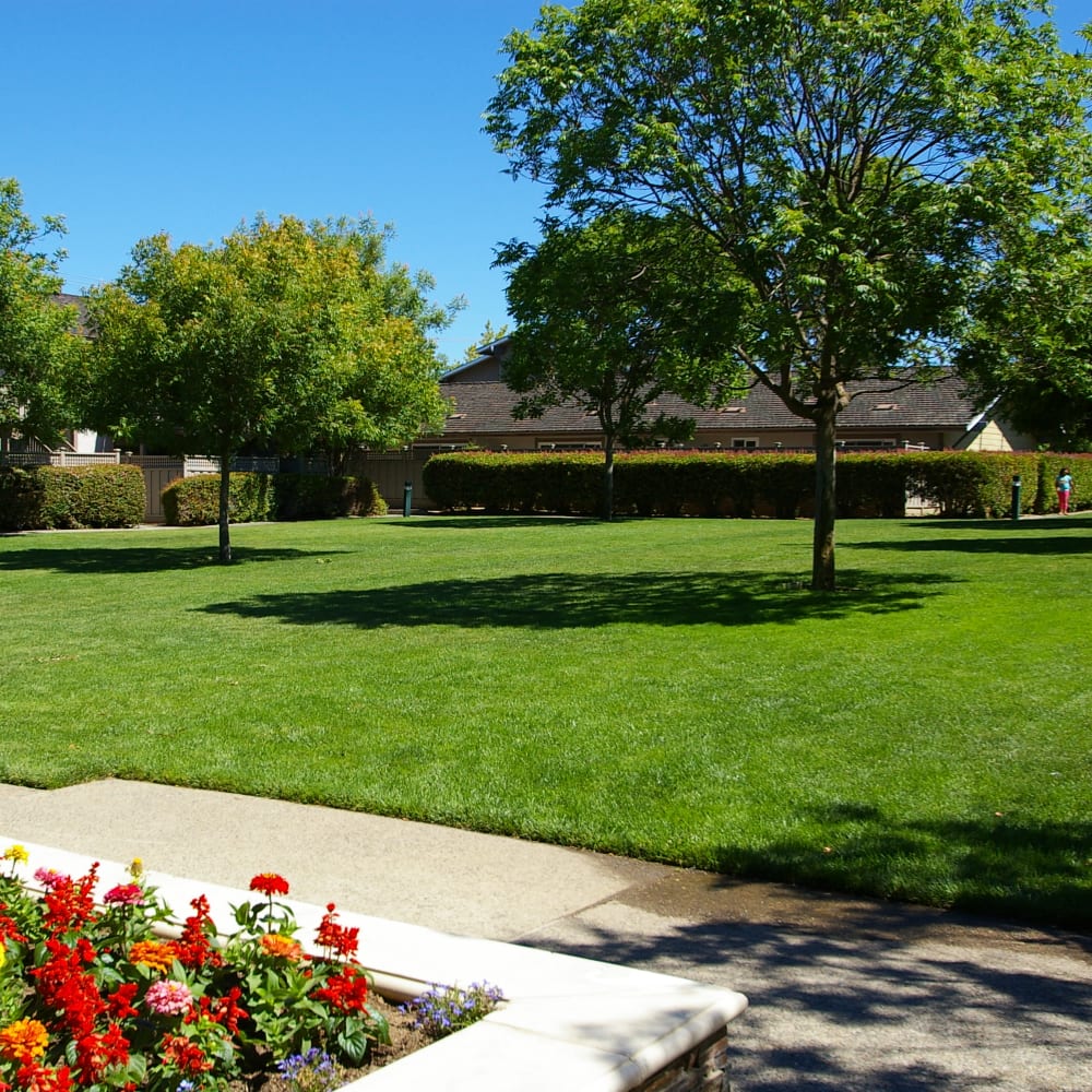 Beautiful lawn at Village Green Apartments in Cupertino, California