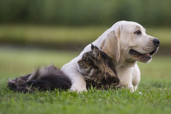 A cat and dog in the grass at 1700 Exchange in Norcross, Georgia