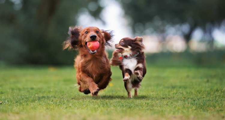 Dogs at The Corliss Dog Park