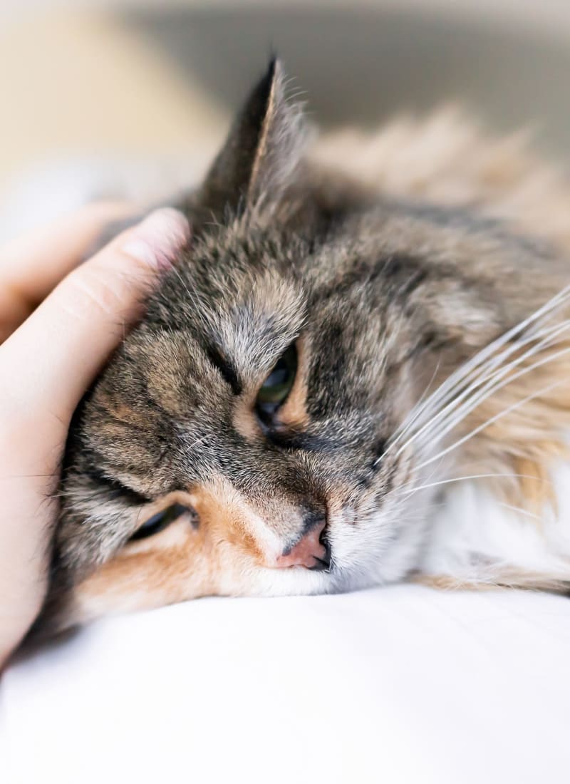 View our pet policy at Marquis at TPC in San Antonio, Texas