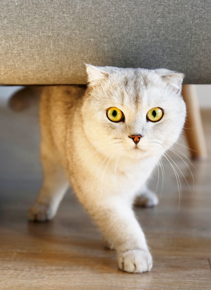 Two pets maximum per apartment at The Preserve at Ballantyne Commons in Charlotte, North Carolina