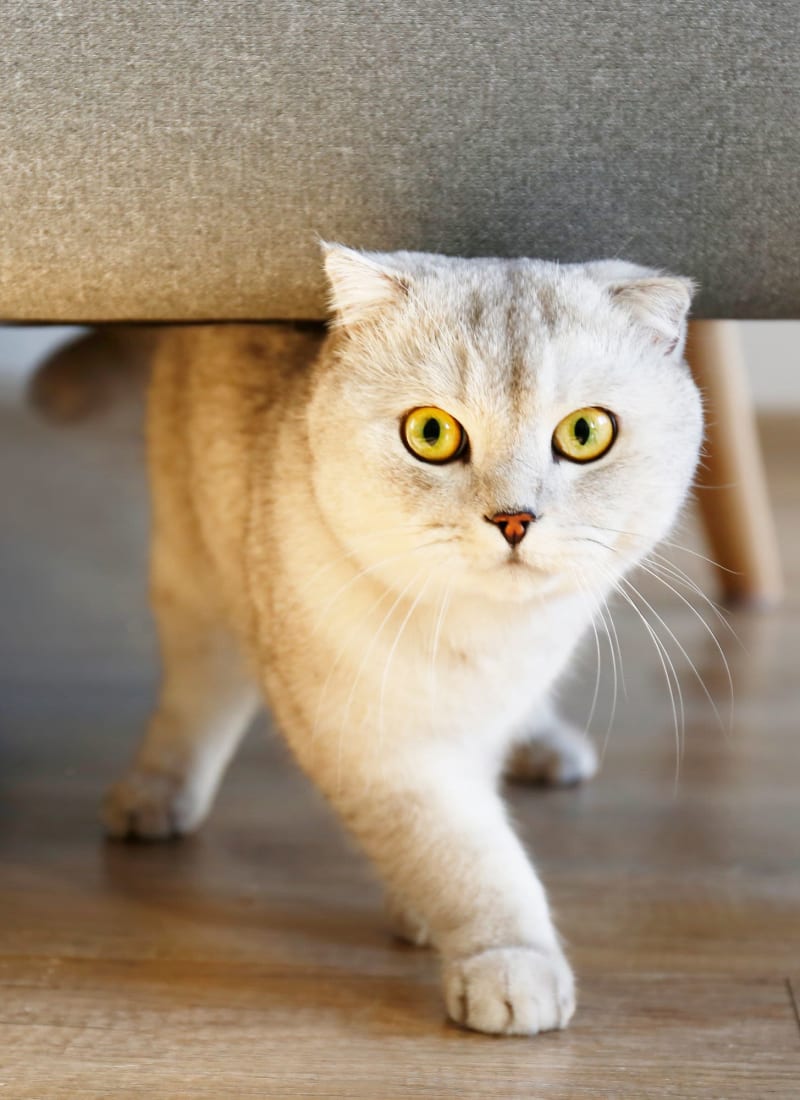 View our pet policy at Marquis on Westheimer in Houston, Texas