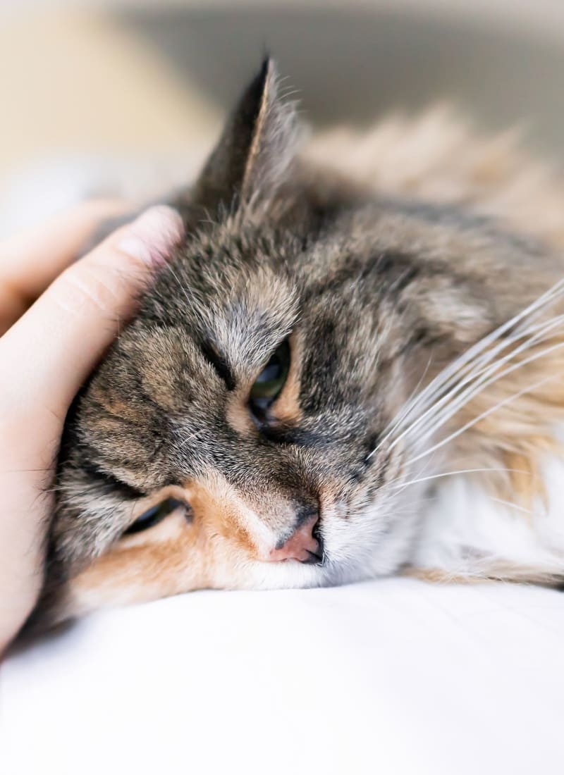 Two pets maximum per apartment at Marquis at Morrison Plantation in Mooresville, North Carolina