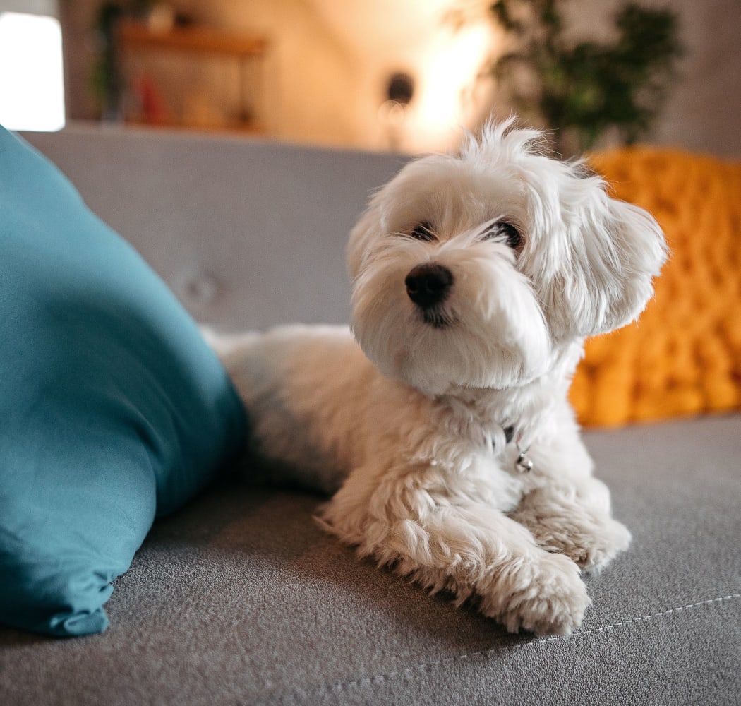 Happy dog laying on a couch at Mission Point Apartments in Moore, Oklahoma