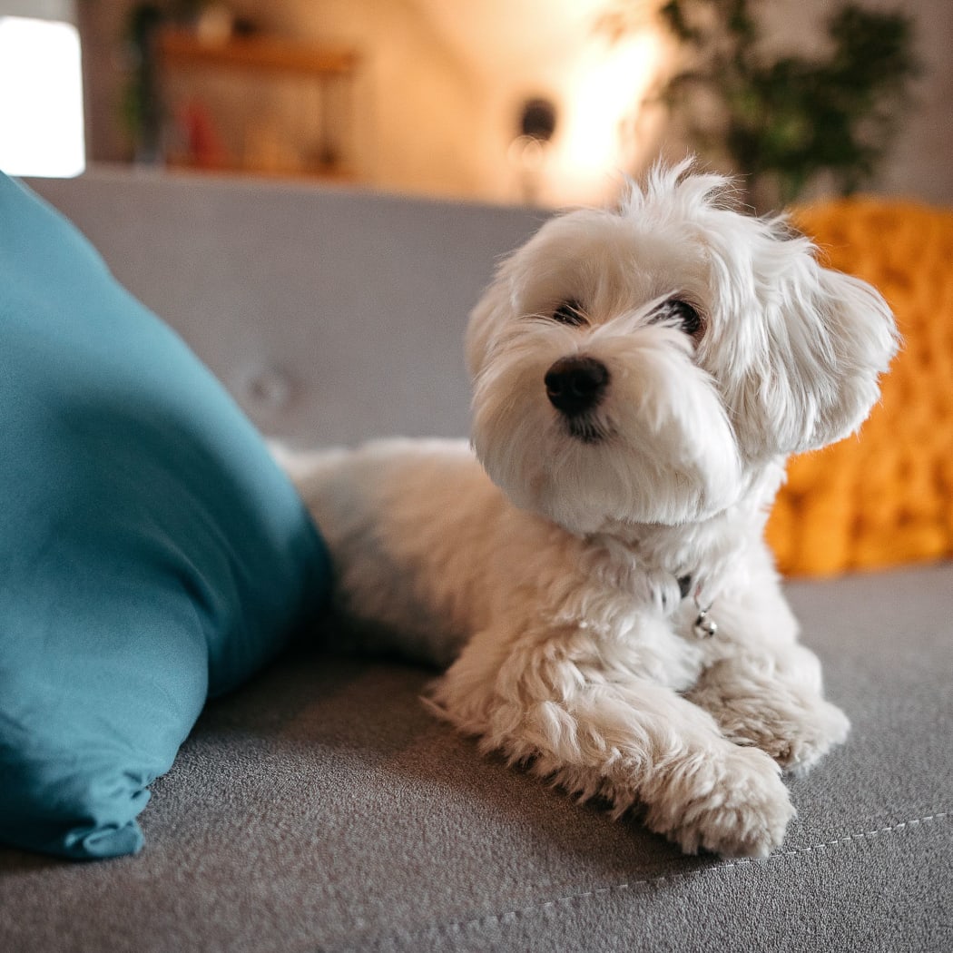 Dog laying on a bed at Nickel Creek Apartments in Tulsa, Oklahoma