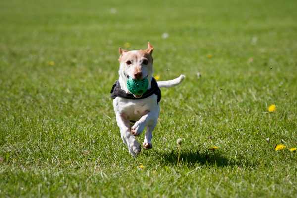 dog playing at a park