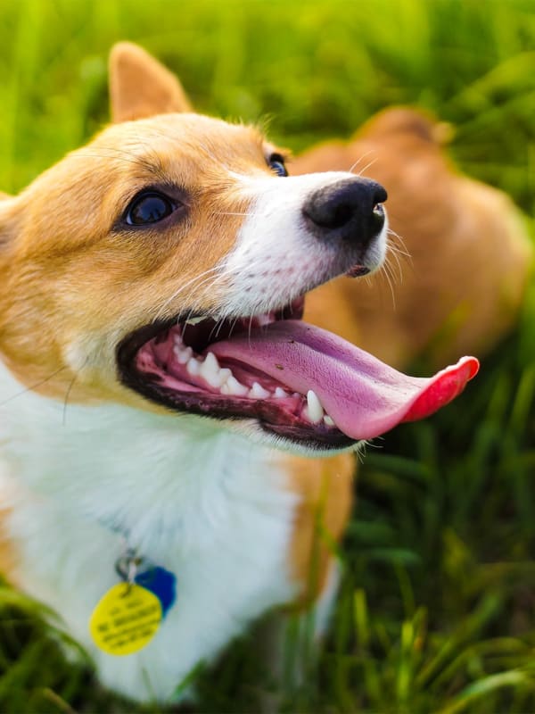 Bark Park at Legend Oaks in Tampa, Florida