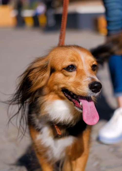 Resident pup outside on a beautiful day at Park Ridge Apartment Homes in Rohnert Park, California