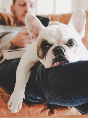 Resident relaxing with his French bulldog in their pet-friendly home at Auberge of Tyler in Tyler, Texas