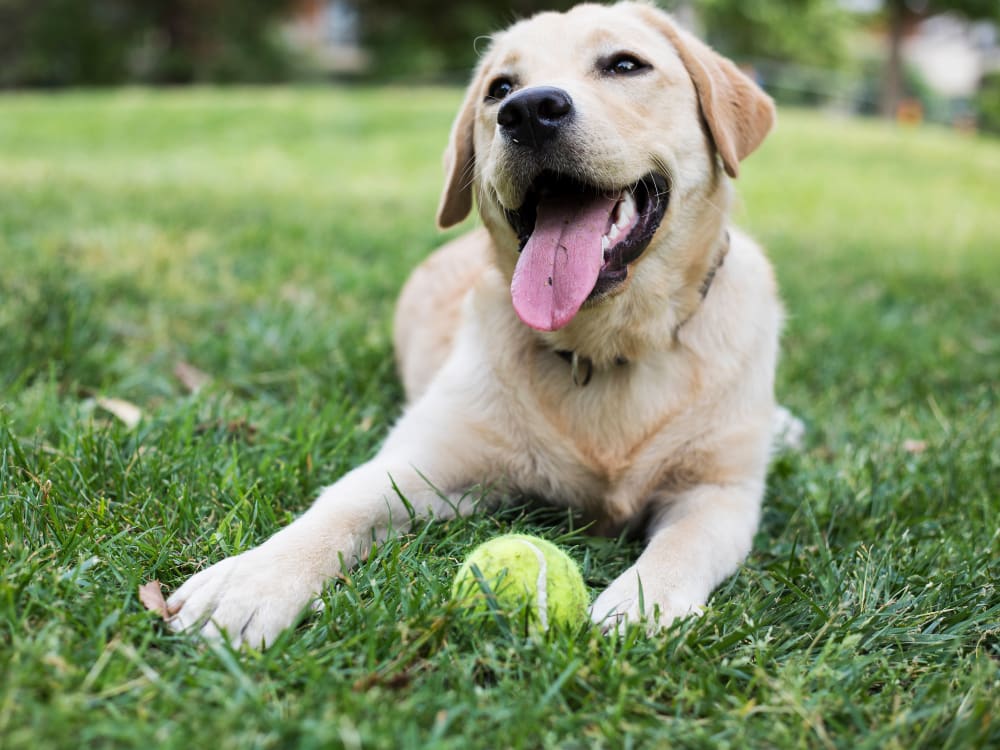 Happy dog at Crestone Apartments in Brighton, Colorado