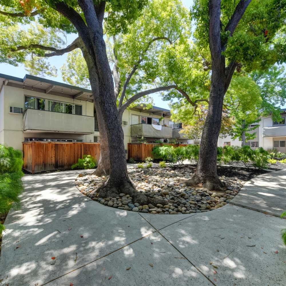 Big trees in backyard of community apartment at Glenwood Garden Apartments in Mountain View, California