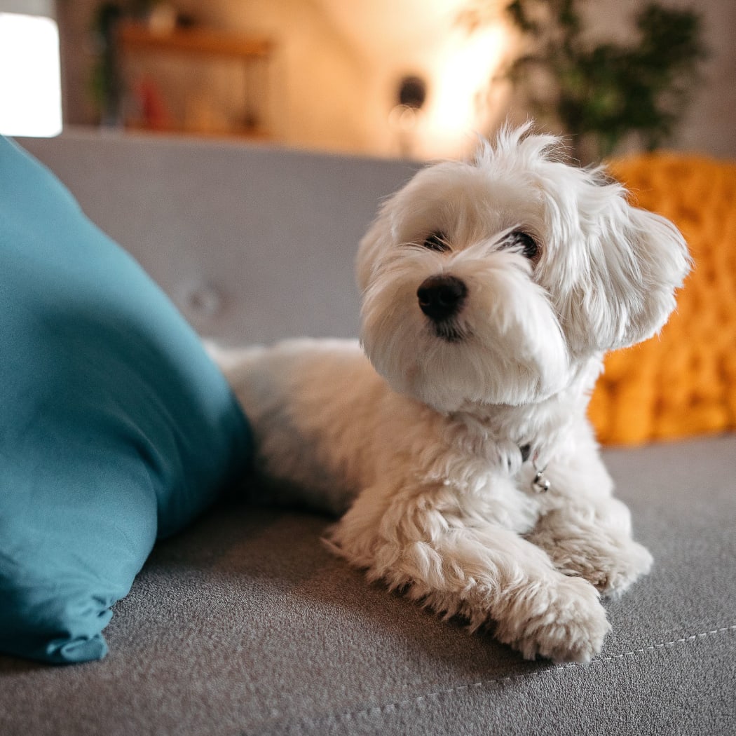 Happy dog relaxing on the couch at Scissortail Crossing Apartments in Broken Arrow, Oklahoma