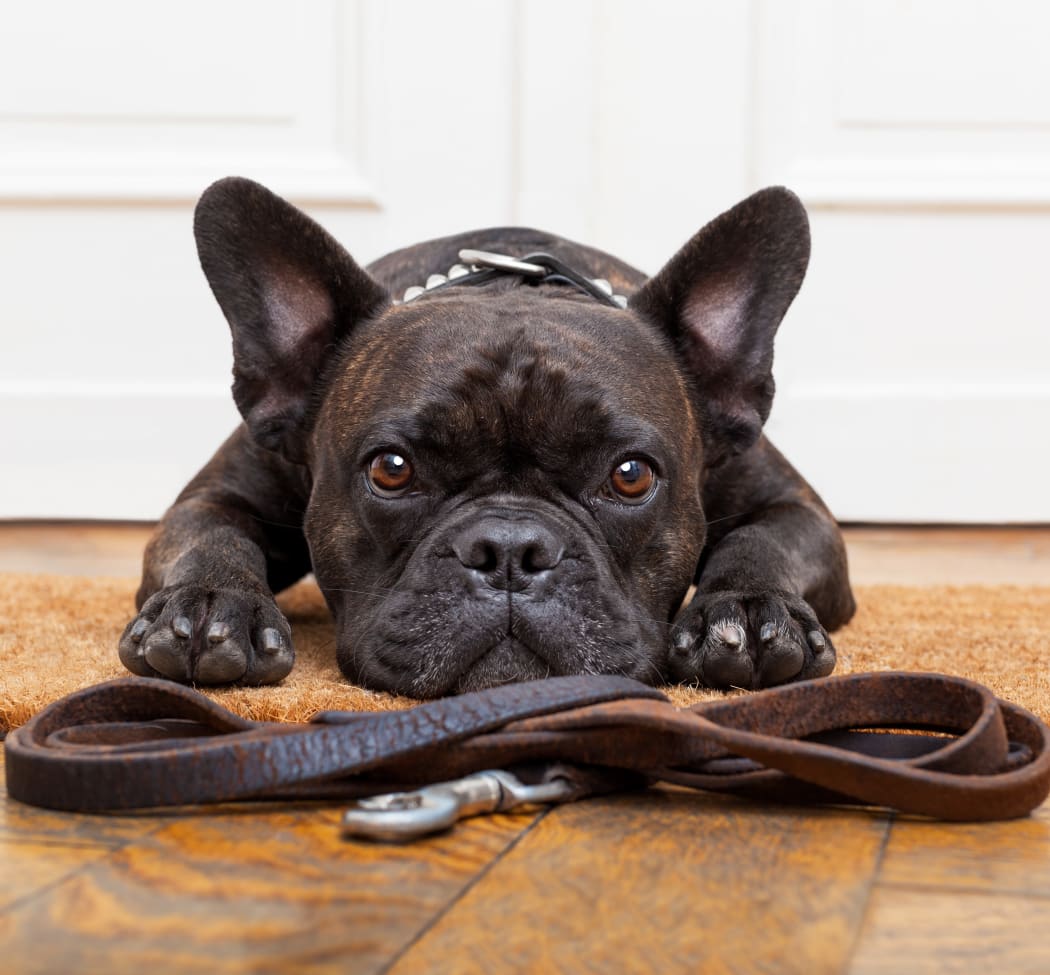 Dog waiting for its owner to get home to their new apartment at The Residences at Stadium Village in Surprise, Arizona