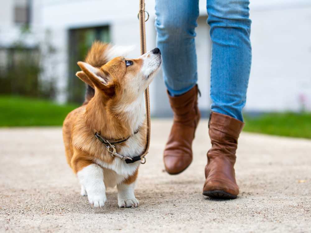 A resident walking with her pet dog near Riverfront Towers in Detroit, Michigan 