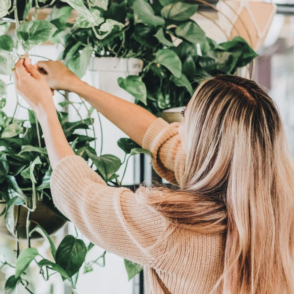 Resident tending to the hanging plants in her apartment at Oaks Braemar in Edina, Minnesota