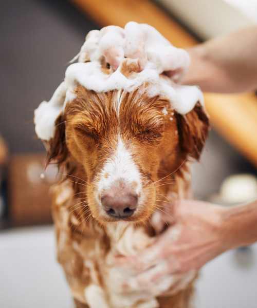 Washing a dog at J Luna at Ballston in Arlington, Virginia