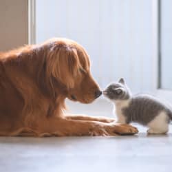 Cat and dog at Avilla Prairie Center in Brighton, Colorado