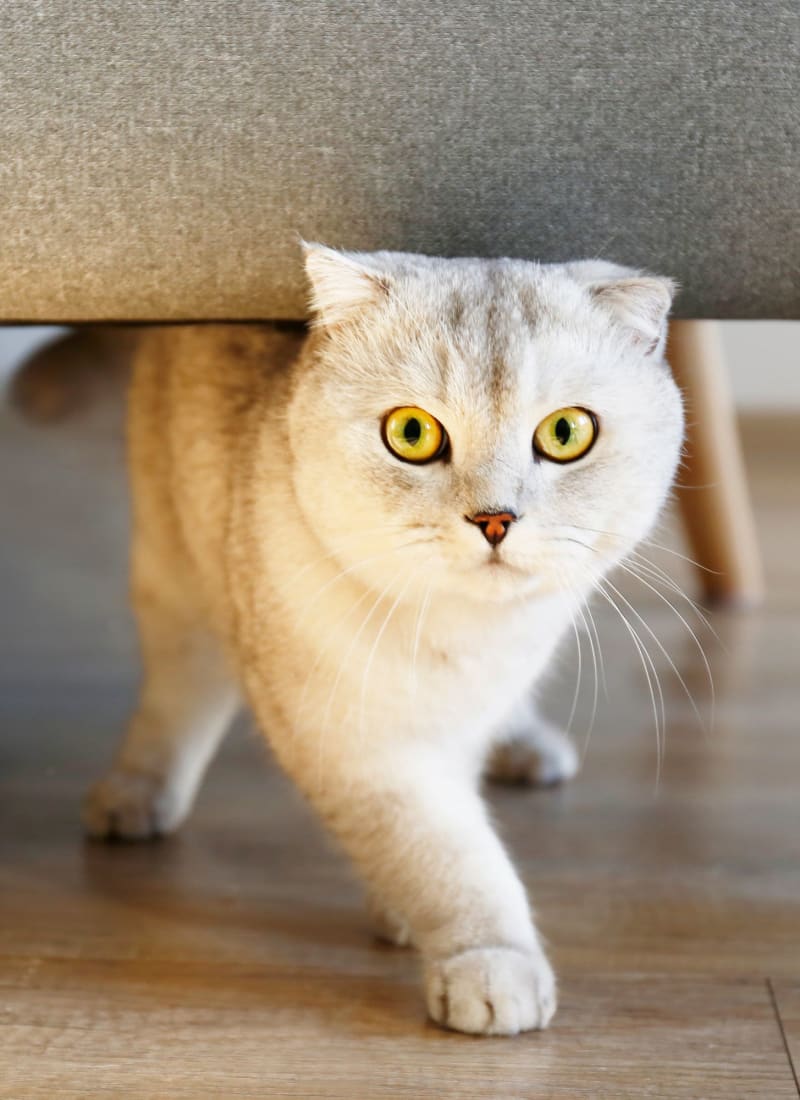Breed restrictions at Whisper Creek Apartment Homes in Lakewood, Colorado