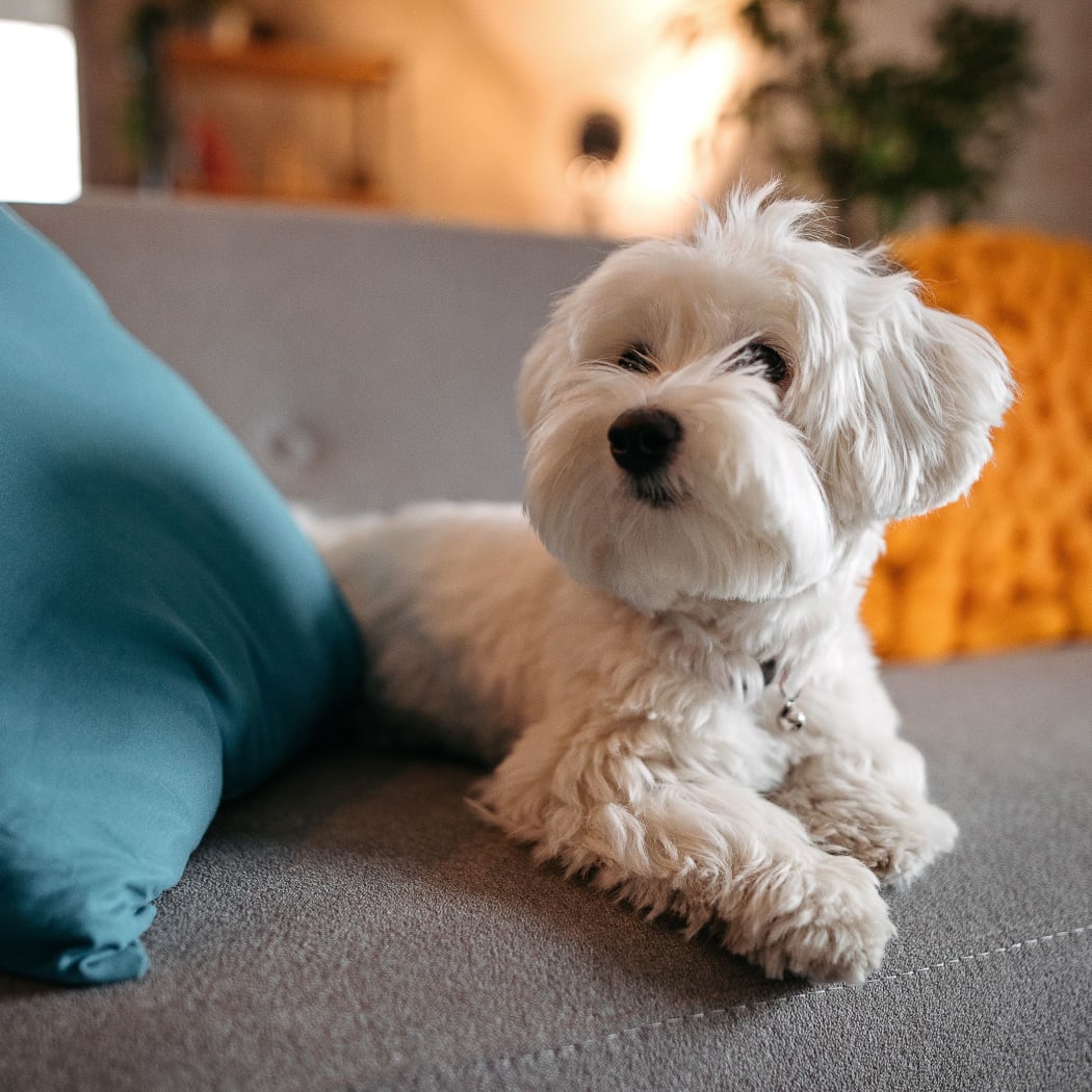 Dog laying on a bed at The Chimneys Apartments in El Paso, Texas