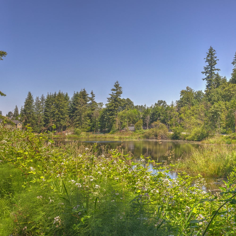 Gorgeous view of the lake from the shore at Sofi Lakeside in Everett, Washington