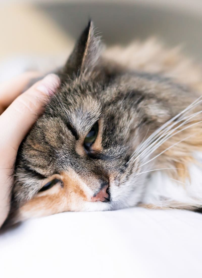 No pet weight limits at Marquis at Town Centre in Broomfield, Colorado