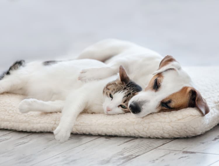 Cat and dog cuddling in their new home at 12 South Apartments in Nashville, Tennessee
