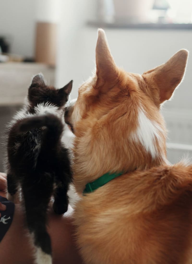 View our pet policy at Marquis Rockwall in Rockwall, Texas
