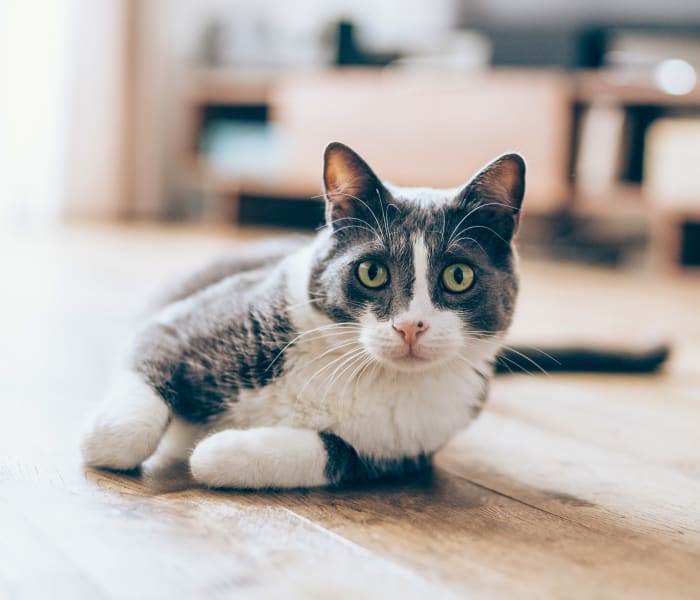 Cat laying on the ground at One90 Firewheel in Garland, Texas