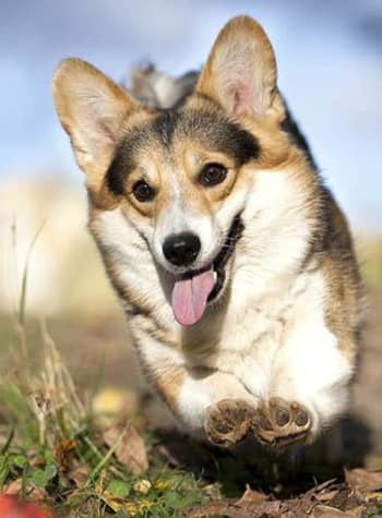 Happy pup running outside at Value Pet Clinic - Kent