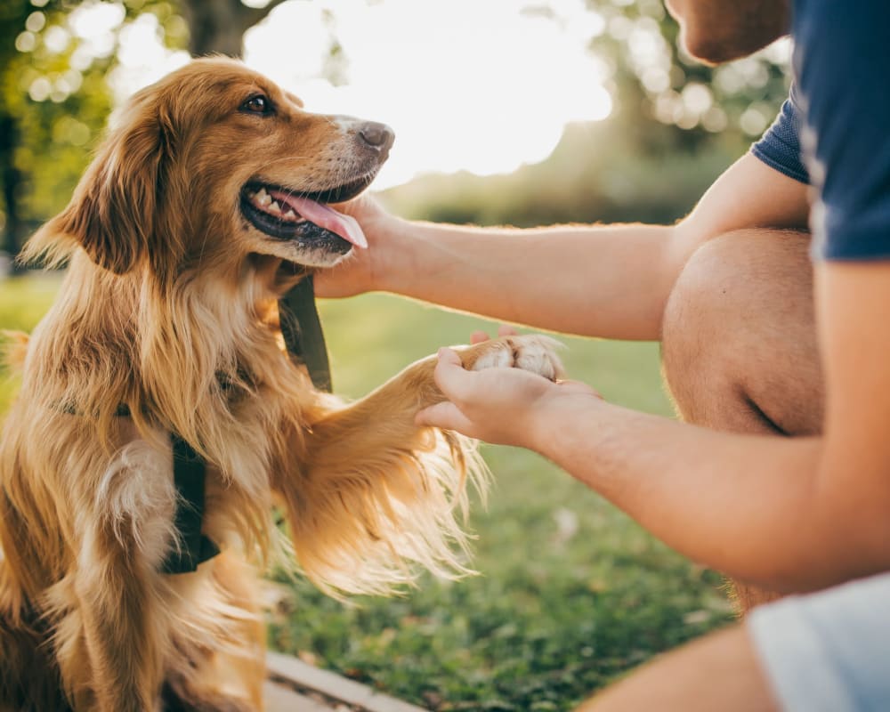 Happy dog shaking his owners hand outside of Catherine Street in Bloomingdale, New Jersey