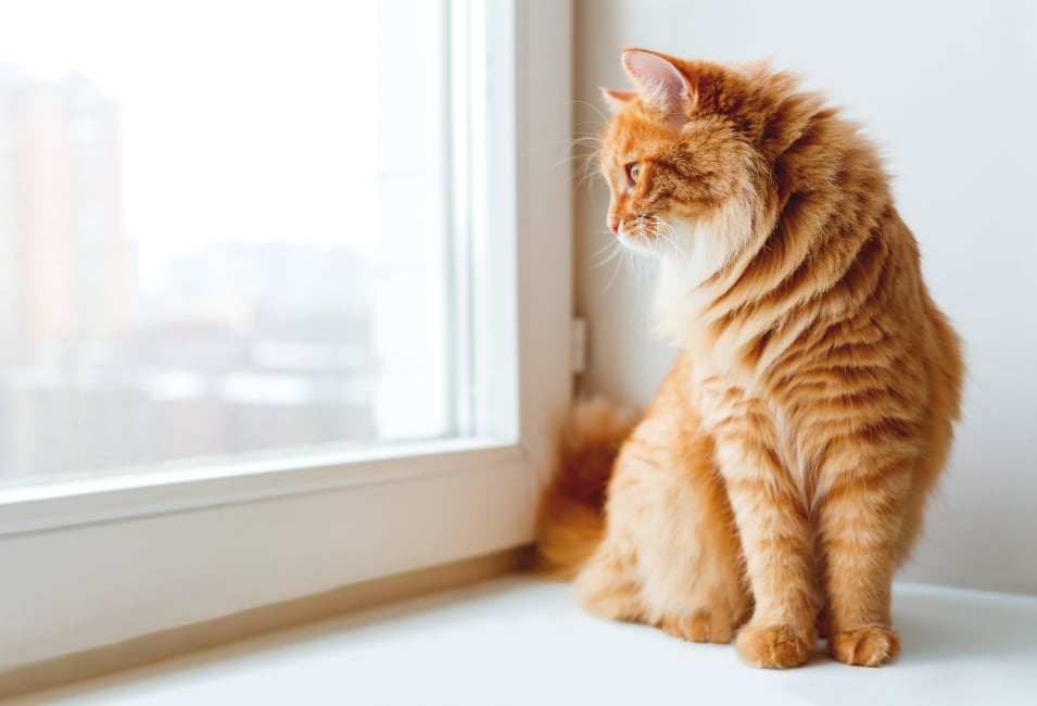 A kitten looking out the window of her new home at Villa Del Sol in Sunnyvale, California