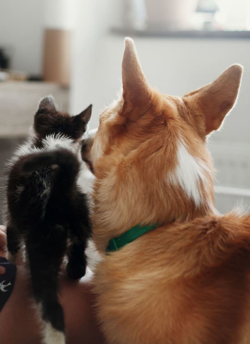 Two pets maximum per apartment at Marquis of Carmel Valley in Charlotte, North Carolina