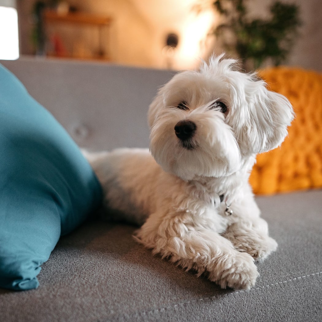Dog laying on a bed at Cascata Apartments in Tulsa, Oklahoma