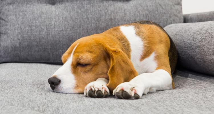 Dog laying on a couch at Village Place Apartment Homes in West Palm Beach, Florida
