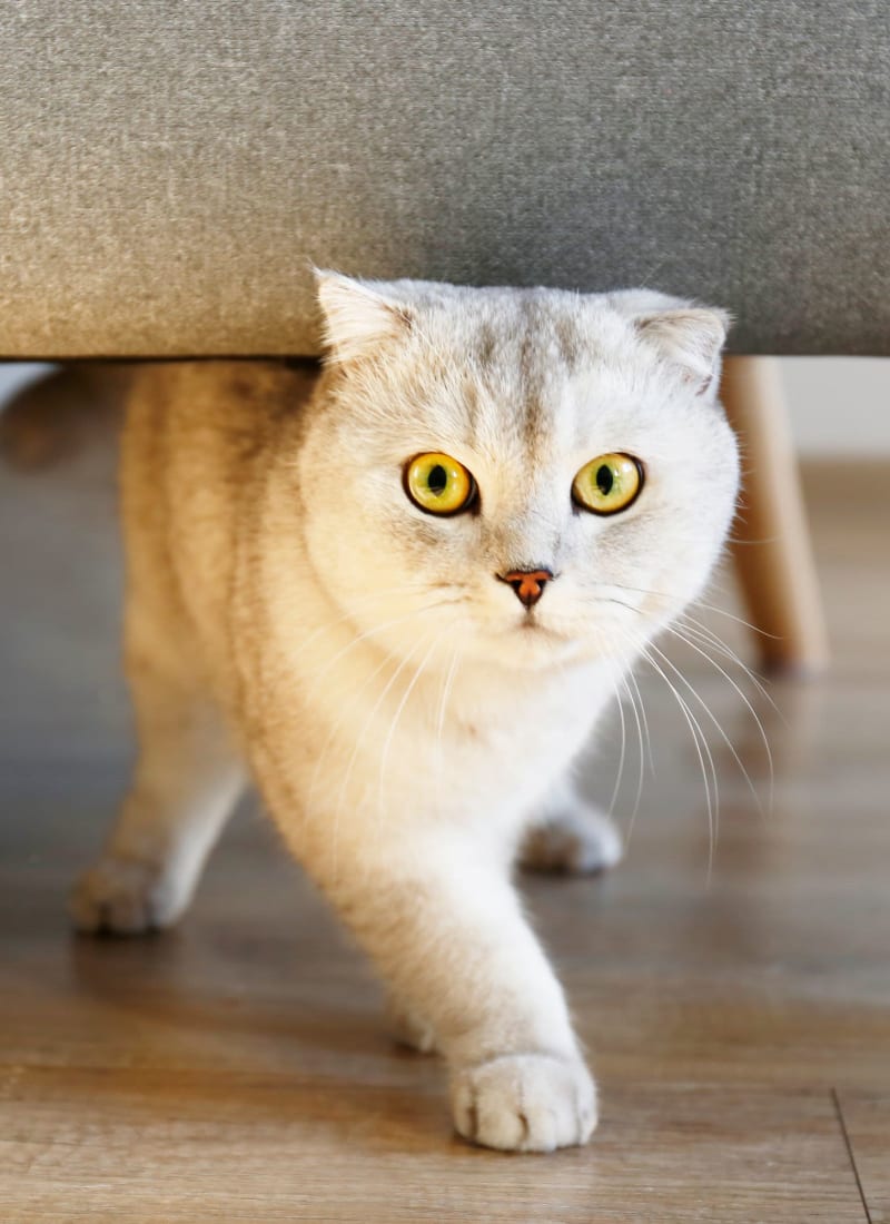 Two pets maximum per apartment at The Marq on West 7th in Fort Worth, Texas