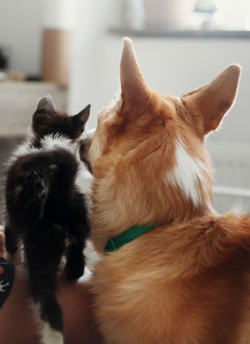 View our pet policy at Marquis Bandera in San Antonio, Texas