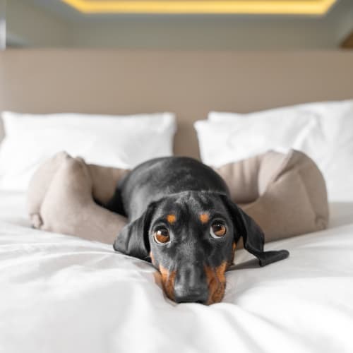 Cute puppy relaxing on the bed at Aiya in Gilbert, Arizona