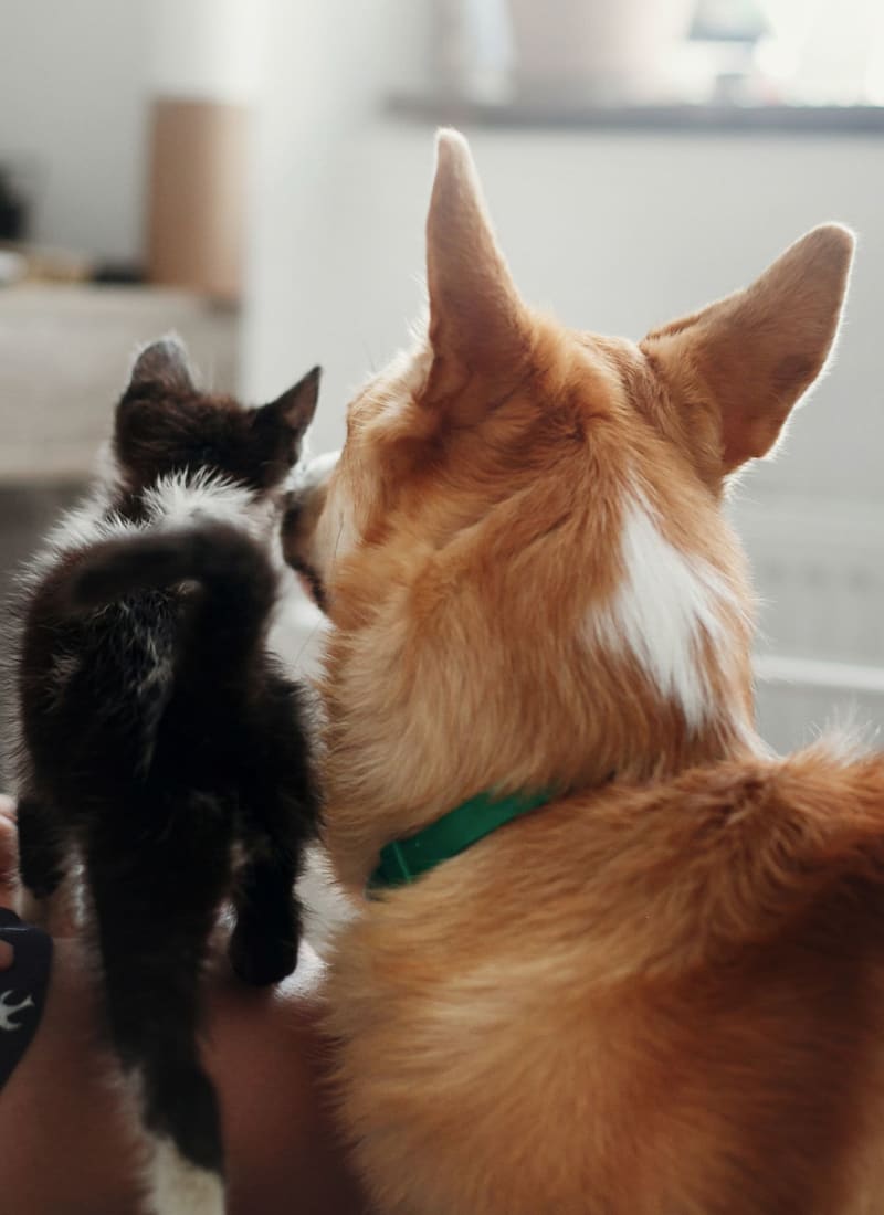 View our pet policy at Marquis Lakeline Station in Austin, Texas