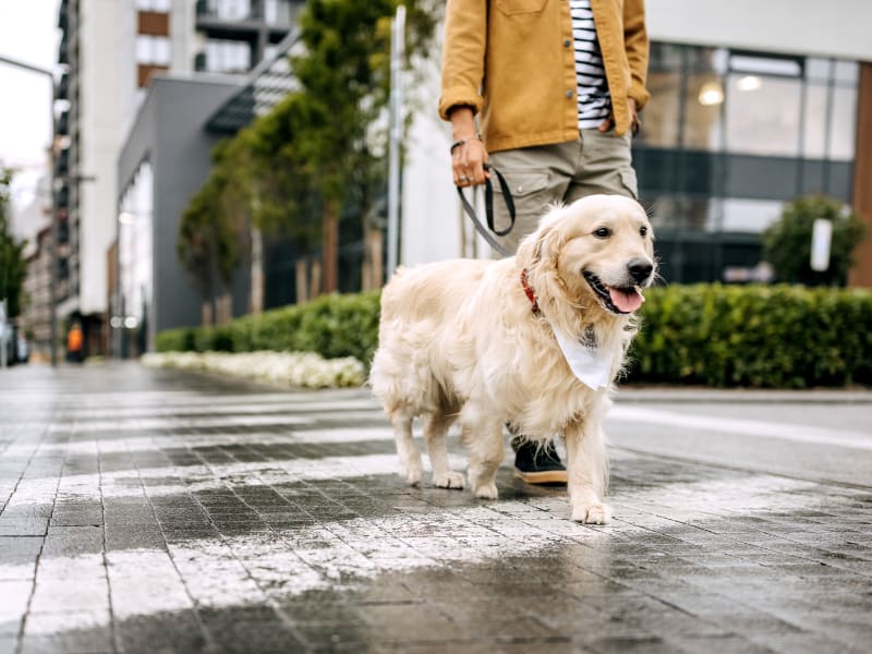 A man walking his dog near Renaissance at Galleria in Hoover, Alabama