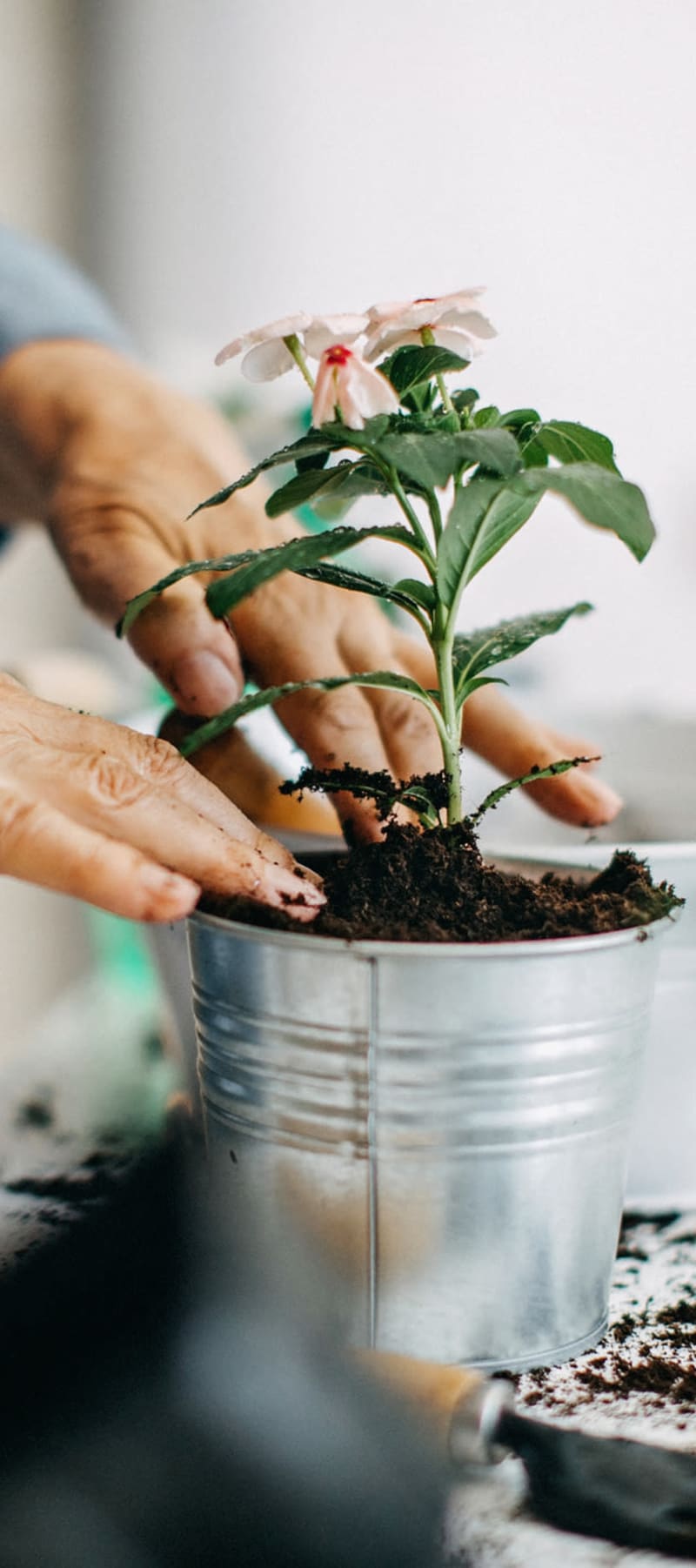 Resident gardening at Ingleside Communities in Mount Horeb, Wisconsin