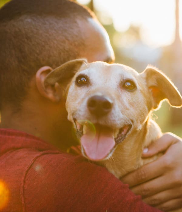 resident terrier posing in the sun at Birchwood in Sunnyvale, California