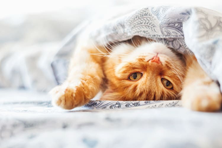 Cat under a sheet at Northshore Flats in Chattanooga, Tennessee