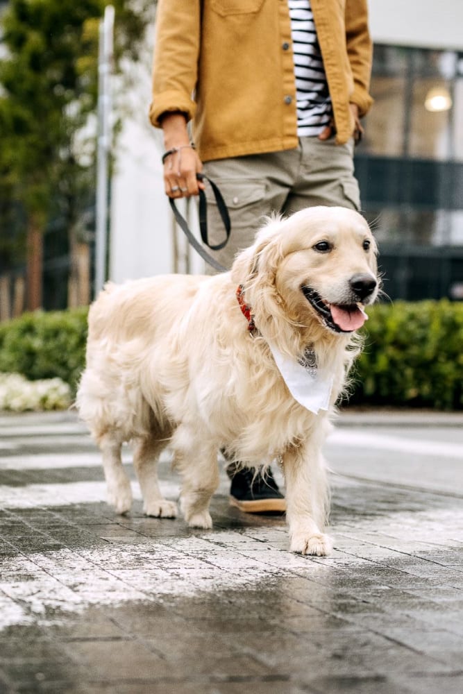 Fluffy dog taking a walk outside of Coeur D'Alene Plaza in Spokane, Washington