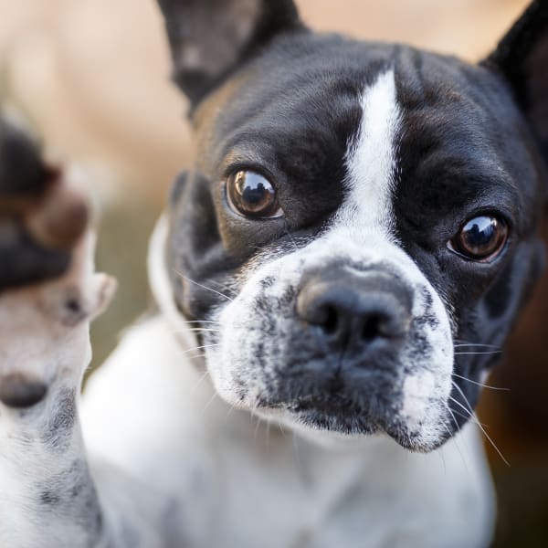 Pet dog at Steward's Crossing Apartment Homes in Lawrenceville, New Jersey