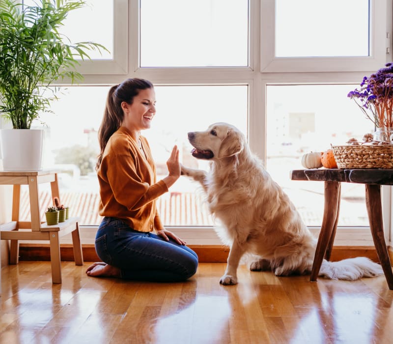 Dog giving resident owner a high five paw at The 704 in Austin, Texas