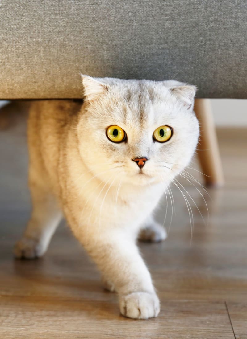 Two pets maximum per apartment at Marquis at Town Centre in Broomfield, Colorado