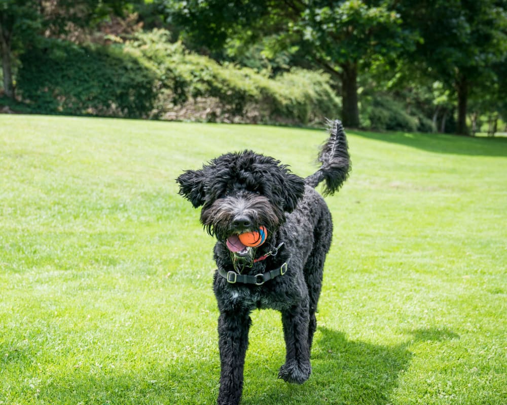 Happy dog with a ball at a local park in Coppell, Texas near Oaks Riverchase